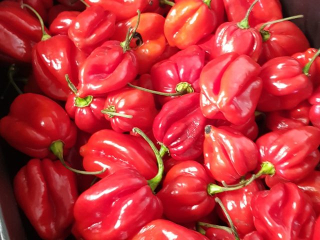 Habaneros